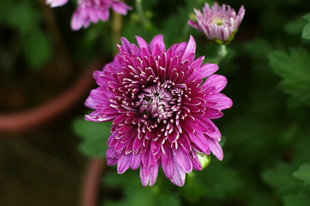 菊花小菊花黄花妈妈雏菊背景图片