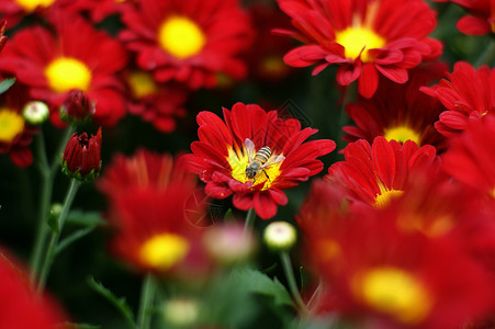 菊花妈妈黄花小菊花雏菊背景图片