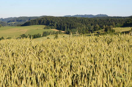 谷物田面积植物食物生长场地农业绿色谷物背景图片