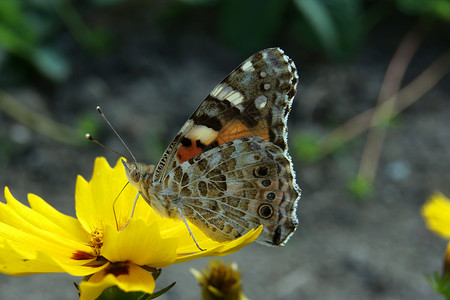 宏观背景黄花上的蝴蝶花园宏观植物植物群昆虫背景