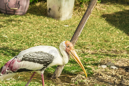 泰兰 帕塔耶亚 动物园羽毛野生动物天空白色鸭子鸟类航班白鹭翅膀鸬鹚背景图片