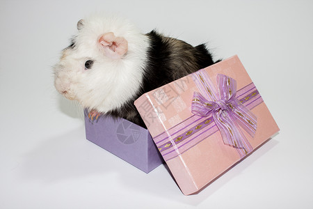 装东西小盒子装在小盒子里的几内亚猪宠物背景