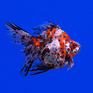 金金鱼生活鱼缸野生动物尾巴动物自由荒野水族馆海洋宠物背景图片