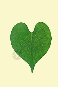 白背景上的心形叶子心脏形状叶问候语概念心形绿色叶子创造力牵牛花情怀纹理背景