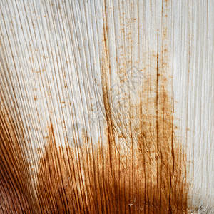 开槽的干棕榈叶近身纹理桌面白色壁纸温暖凹槽玻璃墙纸窗户线条背景