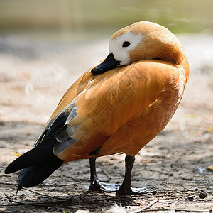 奥斯特谢尔德克林卢迪谢尔德克野生动物荒野鸭子羽毛水禽橙子动物栖息地铁锈背景