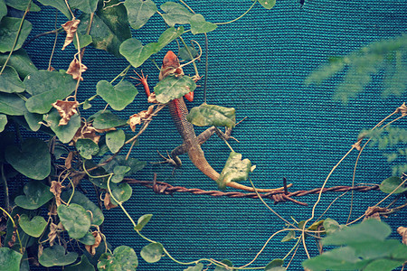 印度菜园蜥蜴树叶色动物野生动物爬虫花园背景图片
