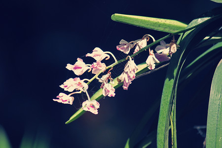 卷曲的兰花花簇家族飞蛾花朵背景图片