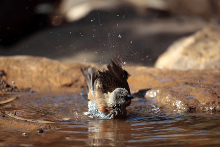 斯温森的麻雀照片沐浴池塘目鸟鸟浴鸟塘水坑情调野生动物动物背景