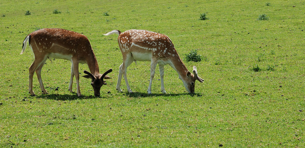 落鹿达马达马草地鹿属动物群野生动物荒野反刍动物哺乳动物背景图片