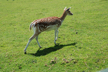 落鹿达马达马动物群荒野野生动物鹿属草地哺乳动物反刍动物背景图片