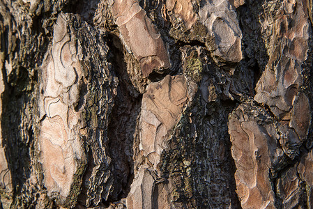 棕树树树皮纹理图片