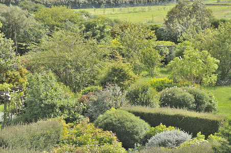 花园园植物环境公园树木花园背景图片