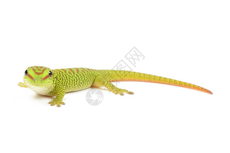 日壁虎马达加斯加婴儿日Gecko红色黄色绿色蜥蜴壁虎橙子异国情调少年动物背景