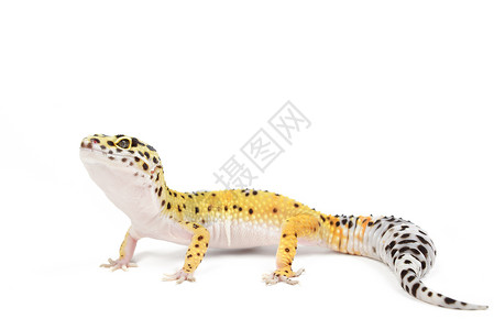 豹式Gecko黑色黄色景点白色情调生物异国宠物蜥蜴小动物背景图片
