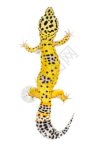 豹式Gecko黄色宠物尾巴小动物景点白色壁虎异国黑色蜥蜴背景图片