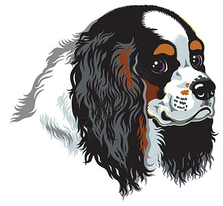 查理王犬三色骑马王 塞勒斯巴西尼生物皇家宠物伴侣犬类哺乳动物玩具猎犬插画