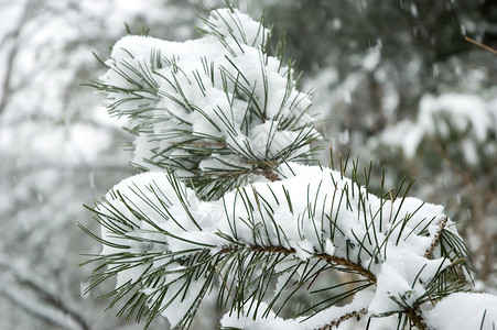 雪松公园树木背景图片