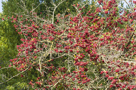 树丛的红莓季节植物灌木丛红色绿色浆果宏观衬套背景图片
