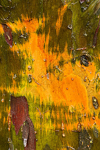 树树皮Cypress 树皮细节宏观木材树干黄色环境绿色微观植物木头背景