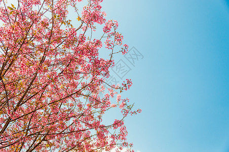 亚科美丽的樱花Sakuura 泰国清迈天空红斑土井花园木头植物学场景季节植物蜡质背景