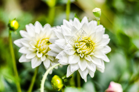 特写白色 Dahlia 背景模糊的白 Dahlia 混合花朵对象香味花头园艺色彩宏观橙子粉色大丽花公园背景图片