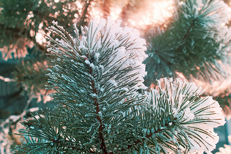 松树枝 满是雪树木森林远足霜季新年松枝背景图片