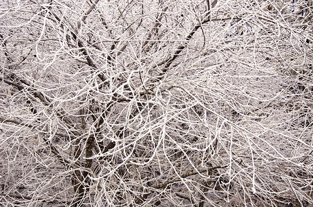 美丽的冬季树枝 覆盖了雪原霜冻背景的精美冬树枝背景图片