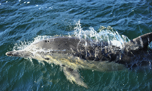 海豚在呼吸长喙海豚高清图片