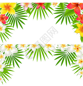 花卉框架热带热带花卉边界插画