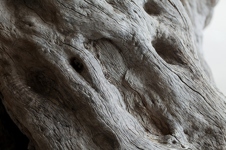 老橄榄树自然塞维利亚高清图片