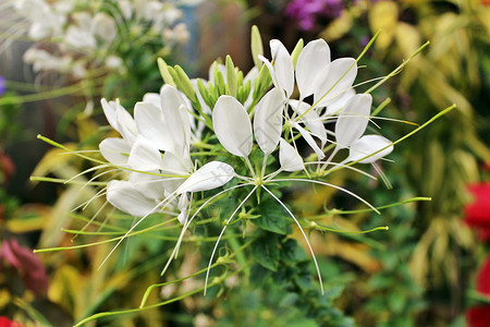 莱里亚白蜘蛛花背景