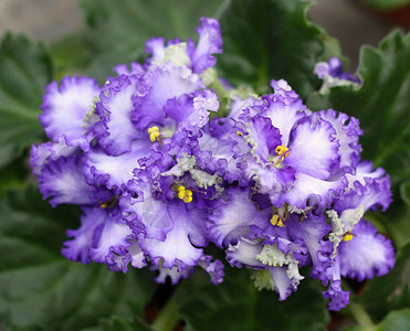 紫罗兰的花朵植物植物学紫色野花植物群中提琴绿色卡片花园叶子背景图片