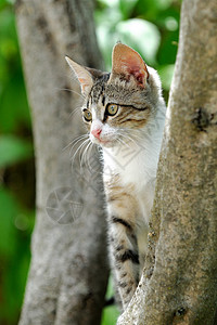 那只猫捕食者小狗宠物眼睛猫科哺乳动物食肉动物花园高清图片