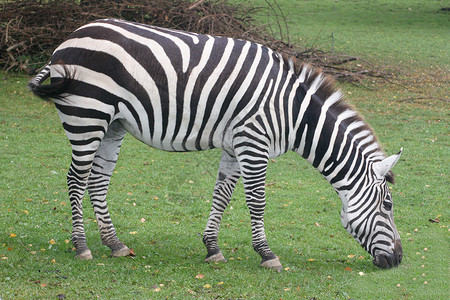 平原斑马斑马纹条纹奇蹄目白色野生动物动物黑色动物园背景图片