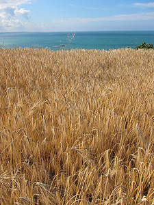 小麦田生长收成植物灌浆耳朵农业粮食食物农场谷物背景图片