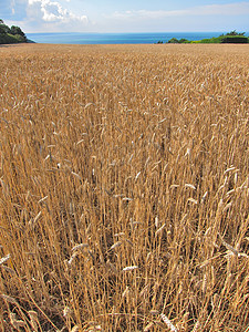 小麦田收成农业食物农场生长粮食耳朵灌浆绿色场地背景图片