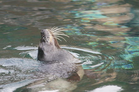 海豹猎人哺乳动物胡须水生动物密封游泳猎手捕食者背景图片