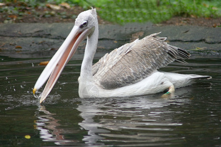 白白食鱼者动物园粉色海鸟水鸟动物浮鸟高清图片