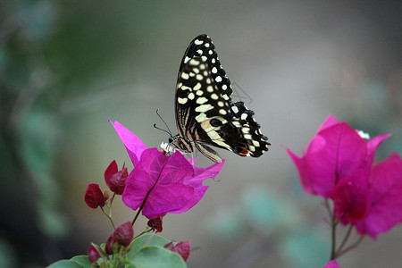 花朵上埃塞俄比亚的蝴蝶燕尾邀请函红花背景图片