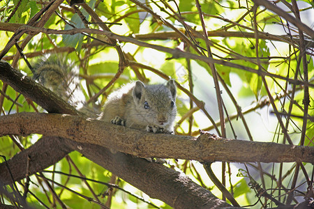 印度棕榈松鼠富南布卢斯背景图片