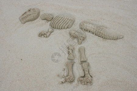 恐龙脚印暴龙骨架恐龙型号骨头沙雕背景