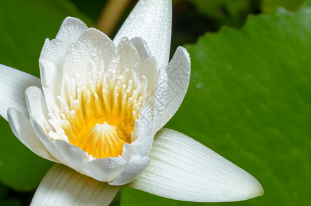 花冠花瓣白莲花花宏观热带叶子花粉白色荷花百合植物群花瓣池塘背景