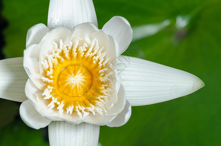 白莲花花心皮热带花冠百合白色植物群叶子花粉宏观荷花背景图片
