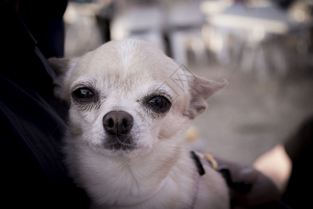 奇瓦瓦狗听力警觉犬类动物小狗家畜宠物纯种狗忠诚纯种猫背景图片