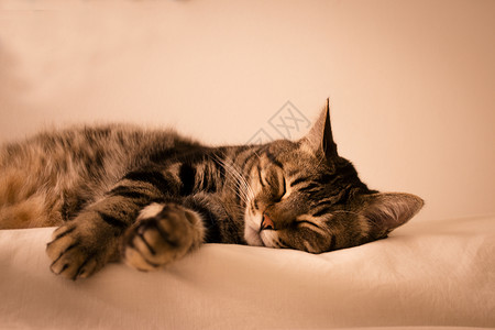 泰比猫睡觉背景图片