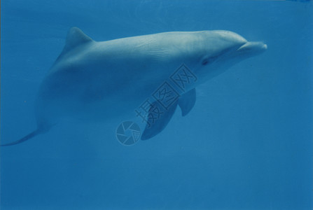 蓝海豚微笑动物游泳蓝色水族馆鲸类鱼缸海上生活主题场景背景图片