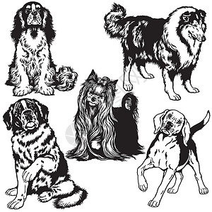 查理王犬黑色和白色 带狗插画