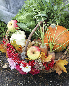 以蔬菜和水果为篮子叶子柳条营养南瓜食物萝卜团体树叶花园饮食背景图片