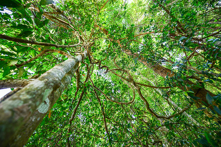 雨林树木可持续树干植物绿色低角度生长荒野资源摄影背景图片